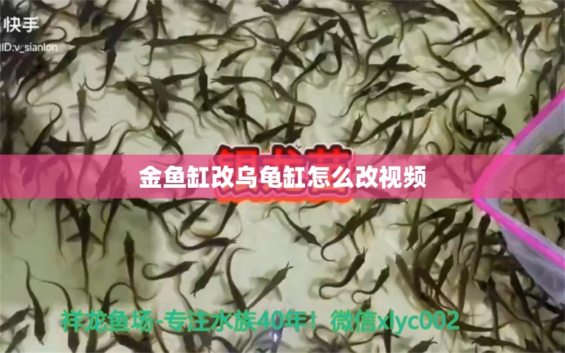 金魚缸改烏龜缸怎么改視頻 水族問答 第1張