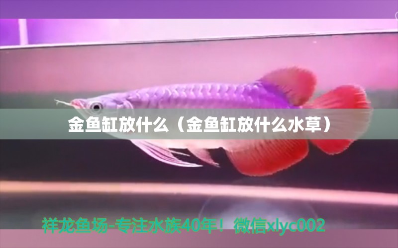 金魚缸放什么（金魚缸放什么水草） 水草