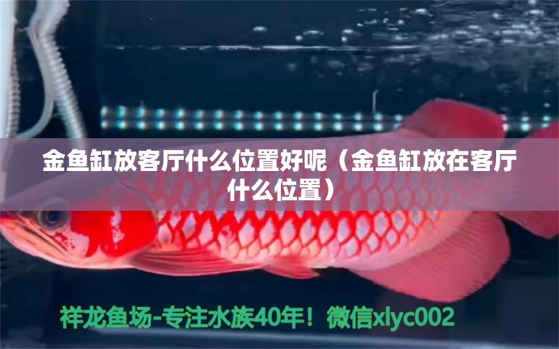 金魚缸放客廳什么位置好呢（金魚缸放在客廳什么位置）