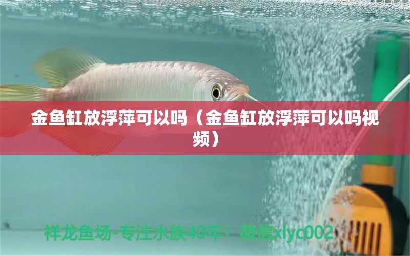 金魚缸放浮萍可以嗎（金魚缸放浮萍可以嗎視頻） 祥龍水族醫(yī)院