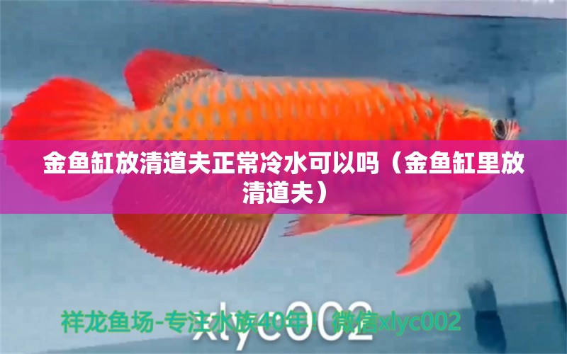 金魚缸放清道夫正常冷水可以嗎（金魚缸里放清道夫） 祥龍水族醫(yī)院