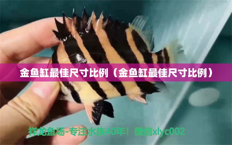 金魚缸最佳尺寸比例（金魚缸最佳尺寸比例）