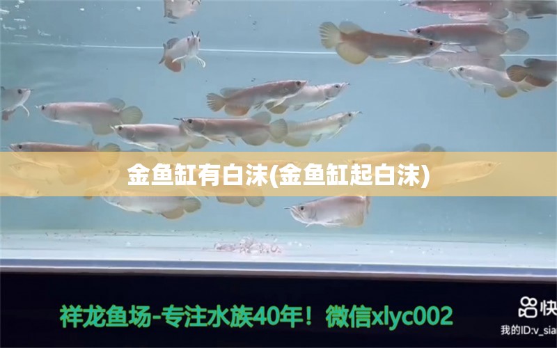 金魚缸有白沫(金魚缸起白沫) 觀賞魚企業(yè)目錄 第1張