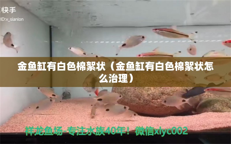 金魚(yú)缸有白色棉絮狀（金魚(yú)缸有白色棉絮狀怎么治理）