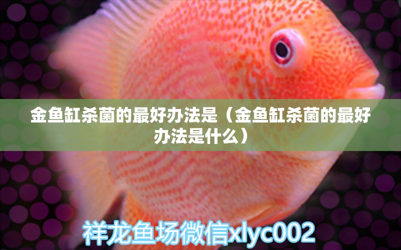 金魚缸殺菌的最好辦法是（金魚缸殺菌的最好辦法是什么） 祥龍水族醫(yī)院