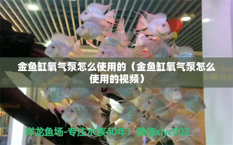 金魚缸氧氣泵怎么使用的（金魚缸氧氣泵怎么使用的視頻） 黑云魚