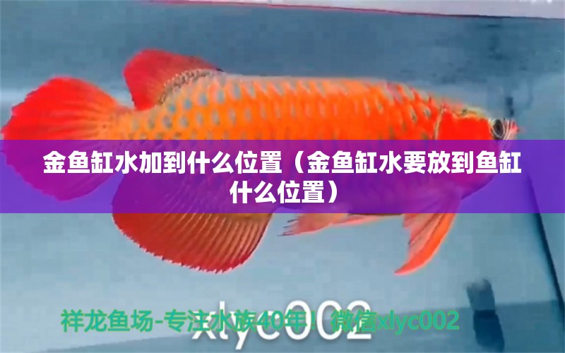 金魚缸水加到什么位置（金魚缸水要放到魚缸什么位置）