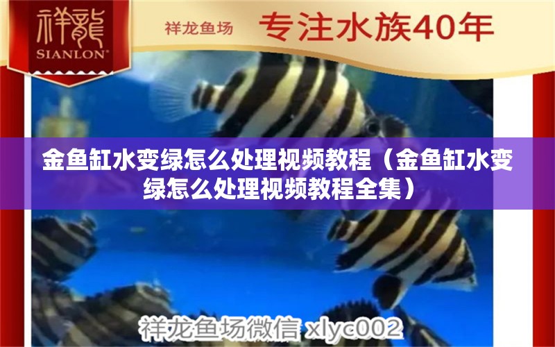 金魚缸水變綠怎么處理視頻教程（金魚缸水變綠怎么處理視頻教程全集）