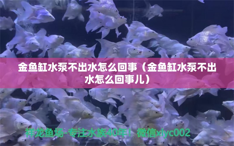 金魚缸水泵不出水怎么回事（金魚缸水泵不出水怎么回事兒）