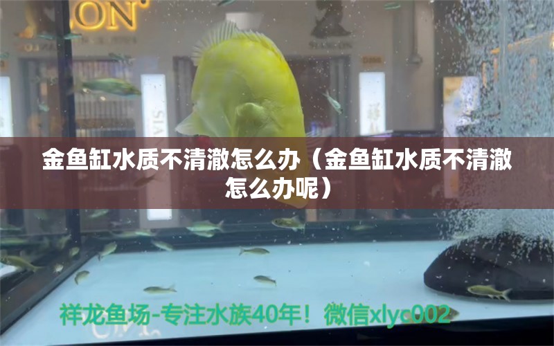 金魚缸水質(zhì)不清澈怎么辦（金魚缸水質(zhì)不清澈怎么辦呢） 水族世界