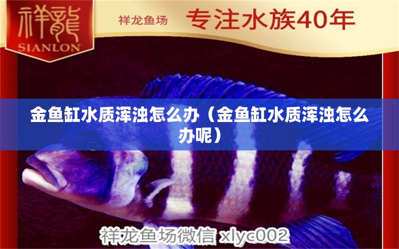 金魚缸水質(zhì)渾濁怎么辦（金魚缸水質(zhì)渾濁怎么辦呢）