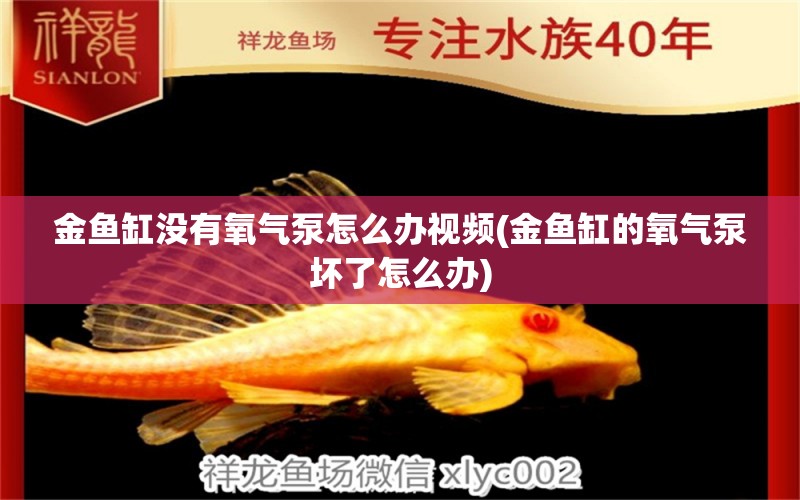 金魚缸沒有氧氣泵怎么辦視頻(金魚缸的氧氣泵壞了怎么辦) 南美異型魚