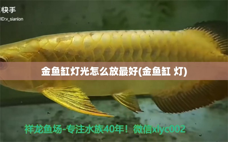 金魚缸燈光怎么放最好(金魚缸 燈) 藍(lán)帆三間魚