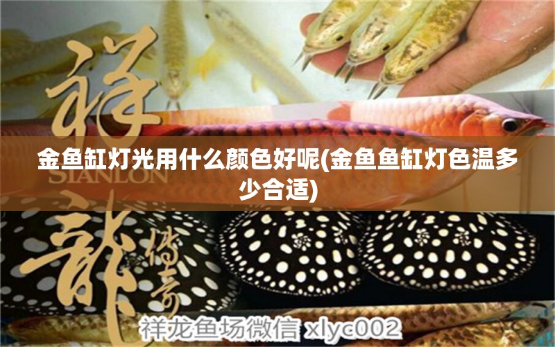 金魚缸燈光用什么顏色好呢(金魚魚缸燈色溫多少合適) 祥龍藍珀金龍魚 第1張