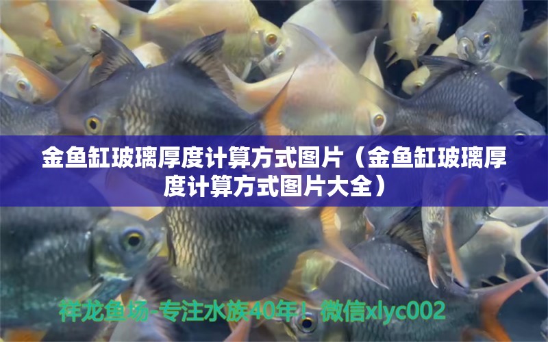 金魚缸玻璃厚度計(jì)算方式圖片（金魚缸玻璃厚度計(jì)算方式圖片大全） 祥龍水族醫(yī)院