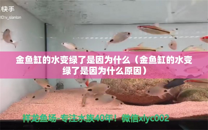 金魚缸的水變綠了是因為什么（金魚缸的水變綠了是因為什么原因）