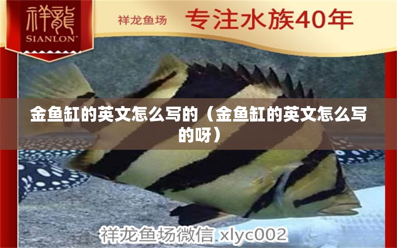 金魚缸的英文怎么寫的（金魚缸的英文怎么寫的呀） 祥龍水族醫(yī)院