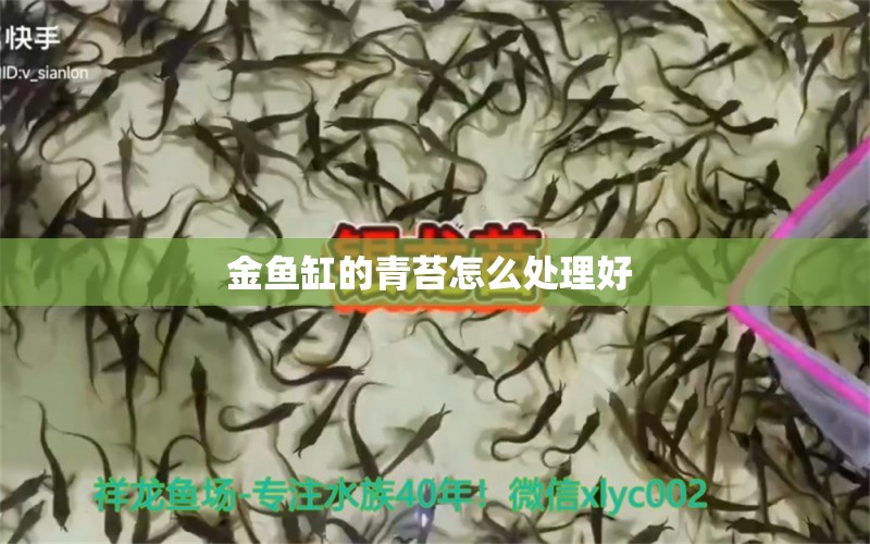 金魚缸的青苔怎么處理好  巴卡雷龍魚