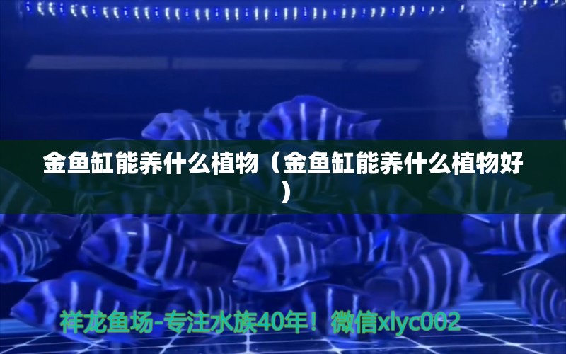 金魚缸能養(yǎng)什么植物（金魚缸能養(yǎng)什么植物好） 祥龍水族醫(yī)院