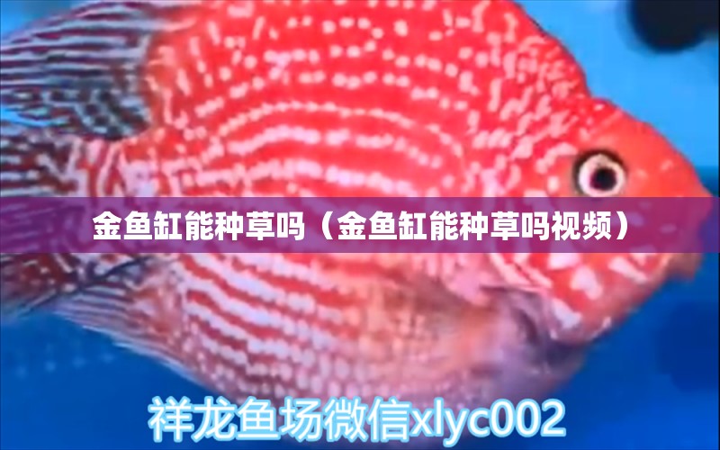 金魚缸能種草嗎（金魚缸能種草嗎視頻）