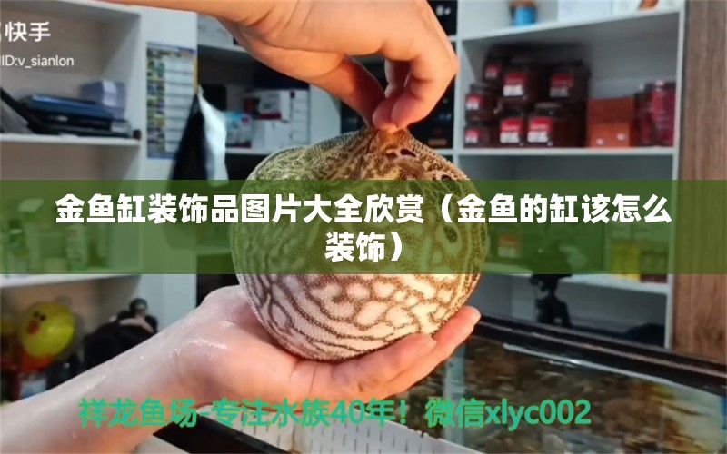 金魚(yú)缸裝飾品圖片大全欣賞（金魚(yú)的缸該怎么裝飾）