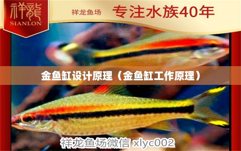 金魚(yú)缸設(shè)計(jì)原理（金魚(yú)缸工作原理） 狗頭魚(yú)