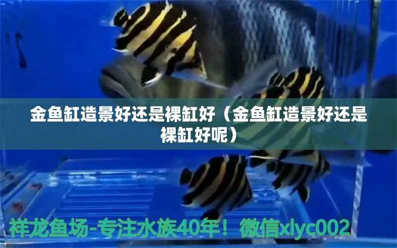 金魚(yú)缸造景好還是裸缸好（金魚(yú)缸造景好還是裸缸好呢）