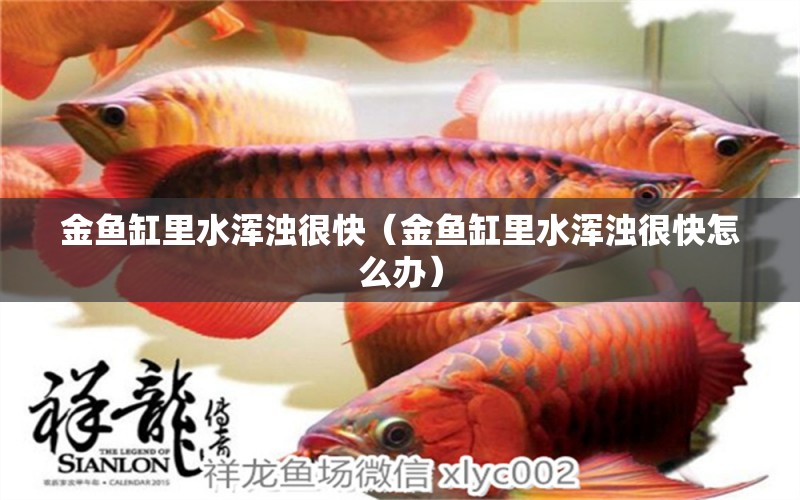 金魚缸里水渾濁很快（金魚缸里水渾濁很快怎么辦）