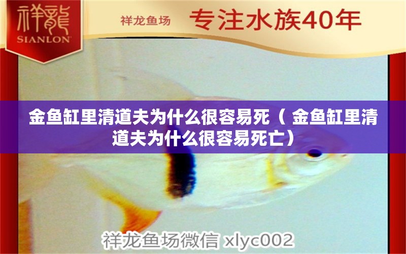 金魚缸里清道夫為什么很容易死（ 金魚缸里清道夫為什么很容易死亡） 紅老虎魚 第1張