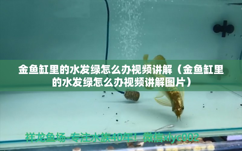 金魚缸里的水發(fā)綠怎么辦視頻講解（金魚缸里的水發(fā)綠怎么辦視頻講解圖片）