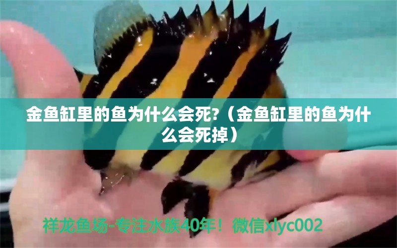 金魚缸里的魚為什么會死?（金魚缸里的魚為什么會死掉） 祥龍水族醫(yī)院