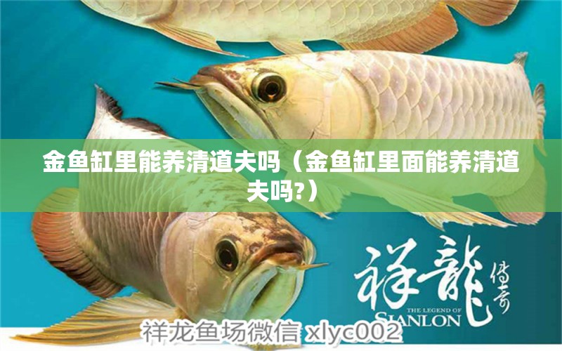 金魚缸里能養(yǎng)清道夫嗎（金魚缸里面能養(yǎng)清道夫嗎?）