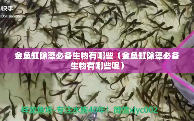 金魚缸除藻必備生物有哪些（金魚缸除藻必備生物有哪些呢） 魚缸定做