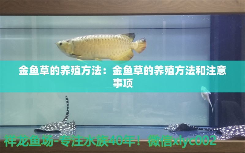 金魚草的養(yǎng)殖方法：金魚草的養(yǎng)殖方法和注意事項