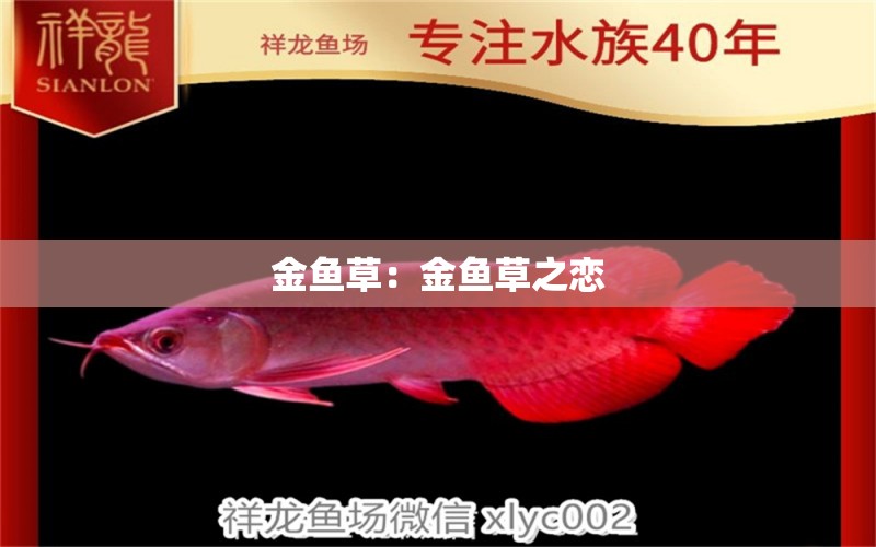 金魚草：金魚草之戀 小型觀賞魚