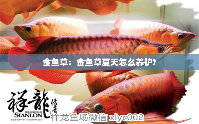 金魚草：金魚草夏天怎么養(yǎng)護(hù)?