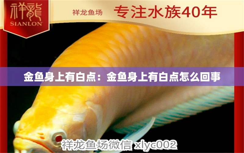 金魚身上有白點(diǎn)：金魚身上有白點(diǎn)怎么回事 胭脂孔雀龍魚