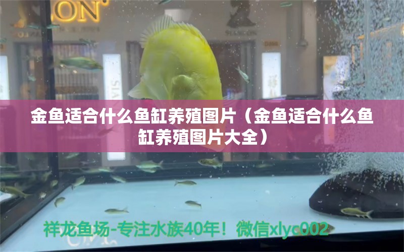 金魚適合什么魚缸養(yǎng)殖圖片（金魚適合什么魚缸養(yǎng)殖圖片大全） 白子銀龍魚苗