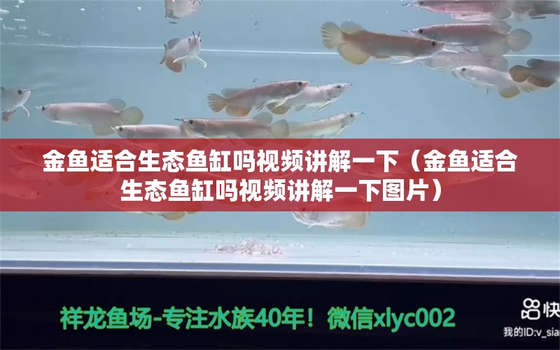 金魚(yú)適合生態(tài)魚(yú)缸嗎視頻講解一下（金魚(yú)適合生態(tài)魚(yú)缸嗎視頻講解一下圖片） 觀賞魚(yú)市場(chǎng)（混養(yǎng)魚(yú)）