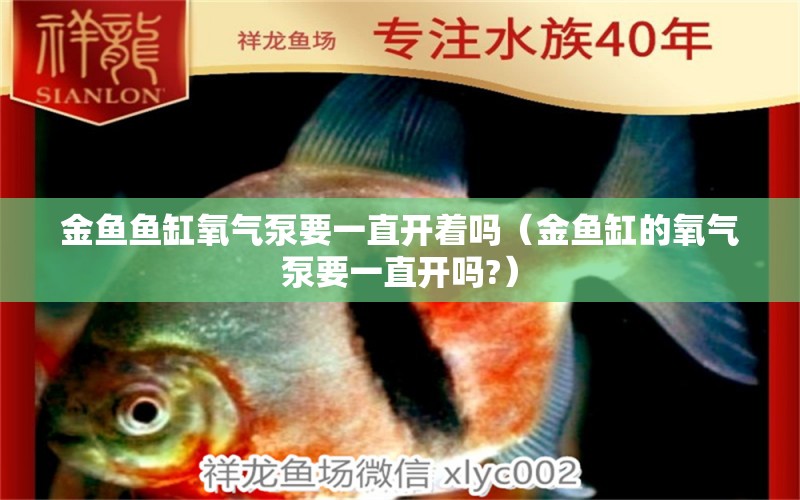 金魚魚缸氧氣泵要一直開著嗎（金魚缸的氧氣泵要一直開嗎?） 祥龍水族醫(yī)院