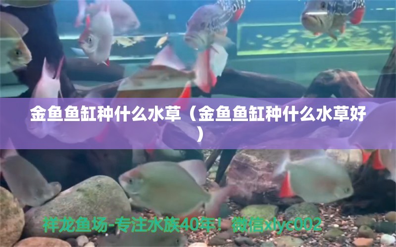 金魚魚缸種什么水草（金魚魚缸種什么水草好） 水草