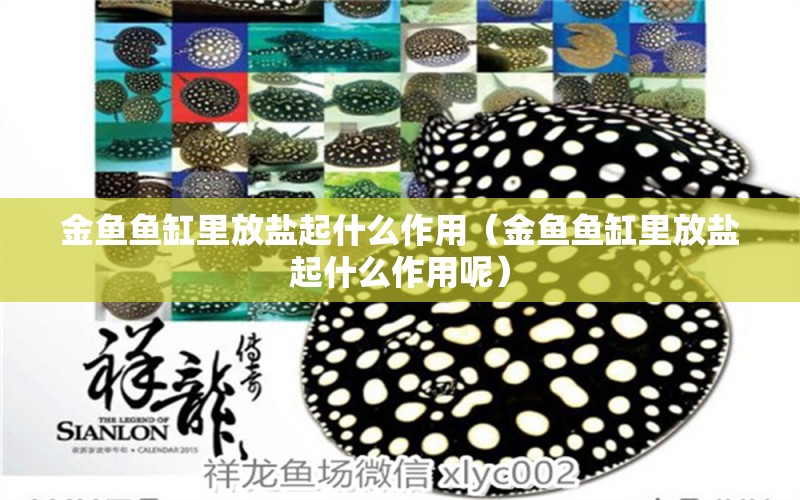 金魚魚缸里放鹽起什么作用（金魚魚缸里放鹽起什么作用呢） 量子養(yǎng)魚技術(shù)