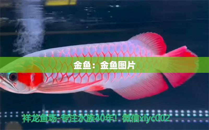 金魚：金魚圖片