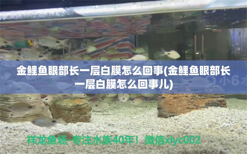 金鯉魚眼部長一層白膜怎么回事(金鯉魚眼部長一層白膜怎么回事兒) 巴卡雷龍魚