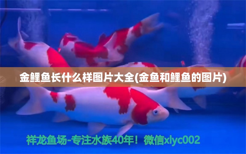 金鯉魚長什么樣圖片大全(金魚和鯉魚的圖片) 三色錦鯉魚