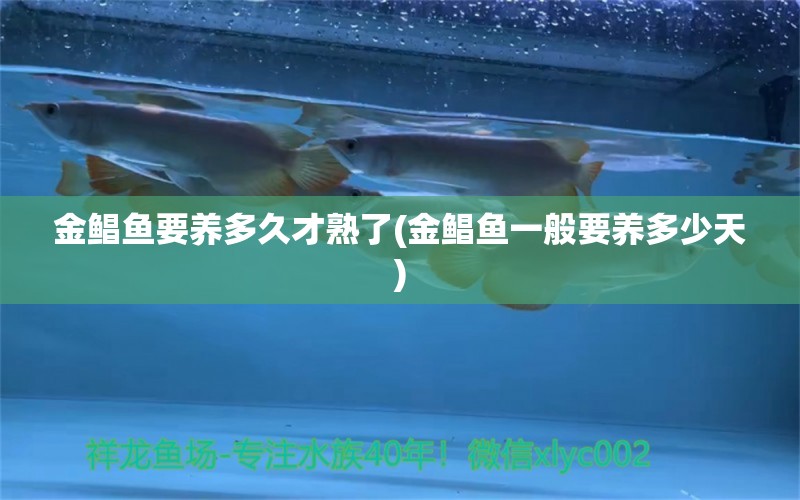 金鯧魚要養(yǎng)多久才熟了(金鯧魚一般要養(yǎng)多少天) 印尼虎苗