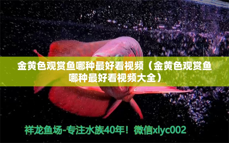 金黃色觀賞魚哪種最好看視頻（金黃色觀賞魚哪種最好看視頻大全）