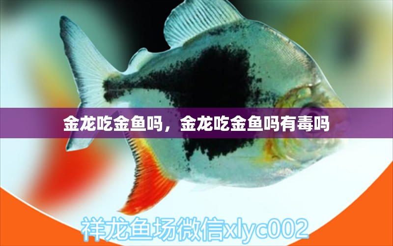 金龍吃金魚(yú)嗎，金龍吃金魚(yú)嗎有毒嗎