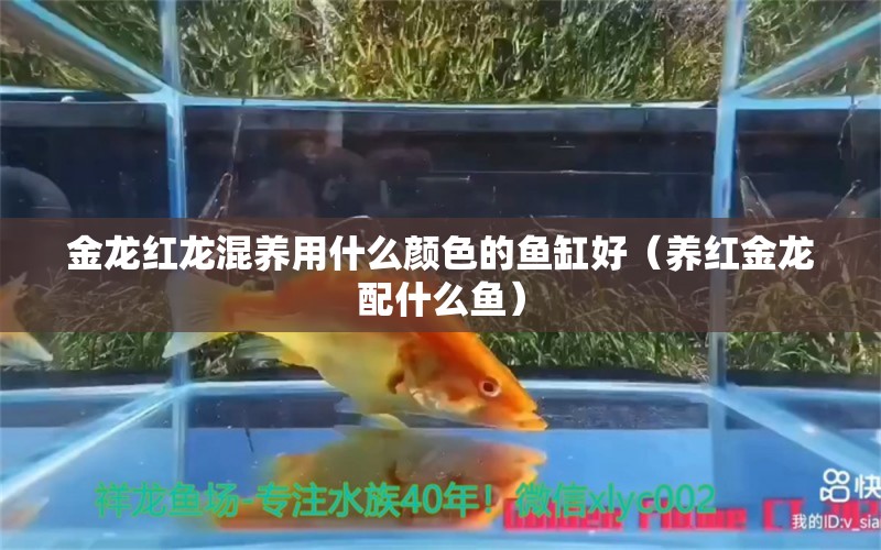 金龍紅龍混養(yǎng)用什么顏色的魚缸好（養(yǎng)紅金龍配什么魚）