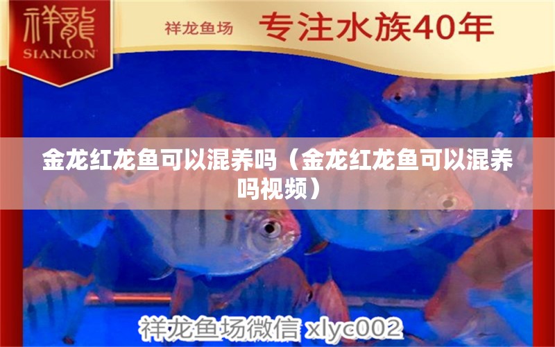 金龍紅龍魚可以混養(yǎng)嗎（金龍紅龍魚可以混養(yǎng)嗎視頻）